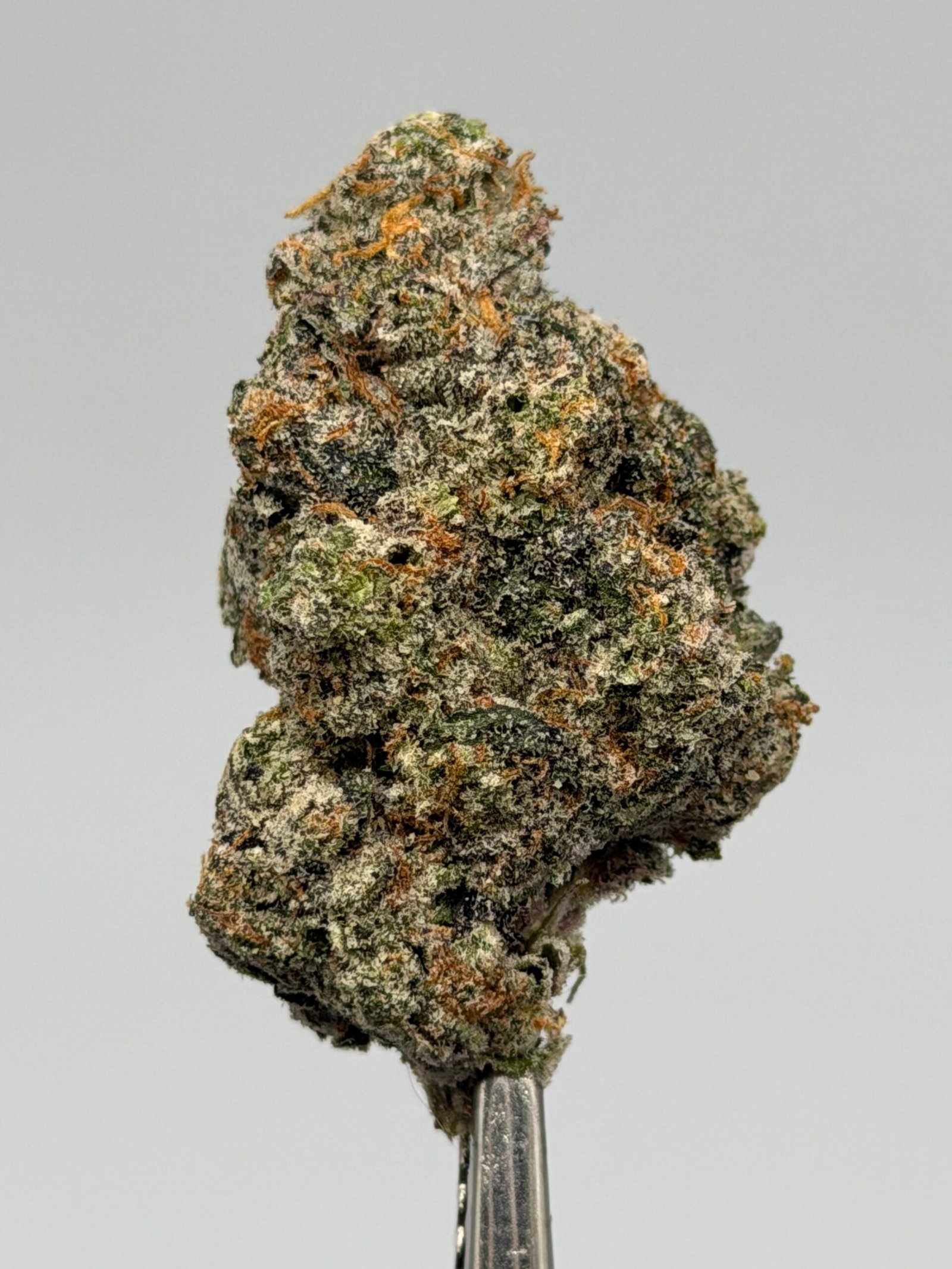Nightshade